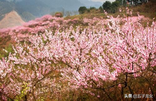 今日特码科普！新夫妻生活小百科,百科词条爱好_2024最快更新