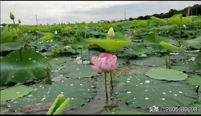 今日特码科普！二四六天天彩资料大全凤凰,百科词条爱好_2024最快更新